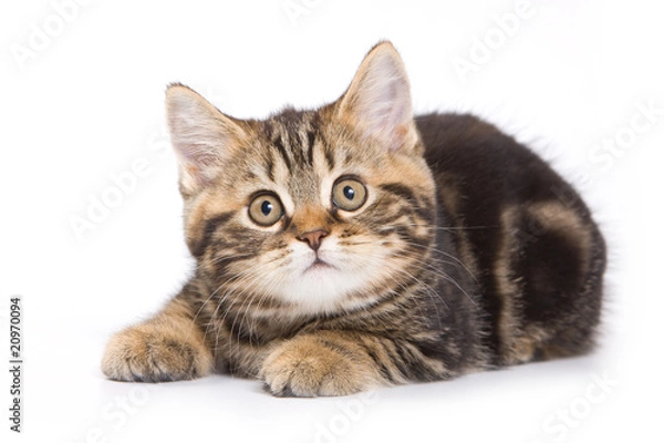 Fototapeta British kitten on white background
