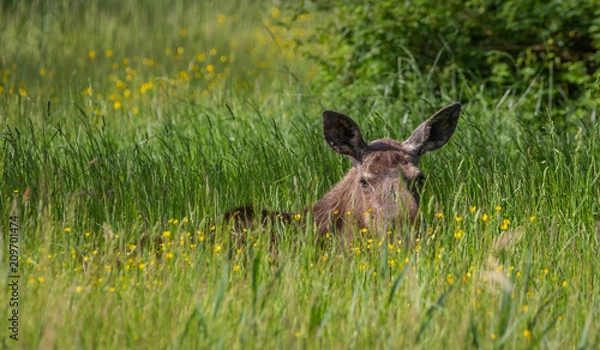 Fototapeta Moose spring park