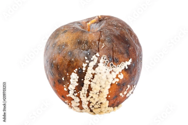 Fototapeta Fruits of apple with rot on white background