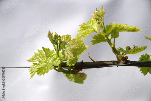 Fototapeta Germoglio