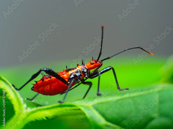 Fototapeta Assassin bug with natural  background Macro(Sycanus collaris)