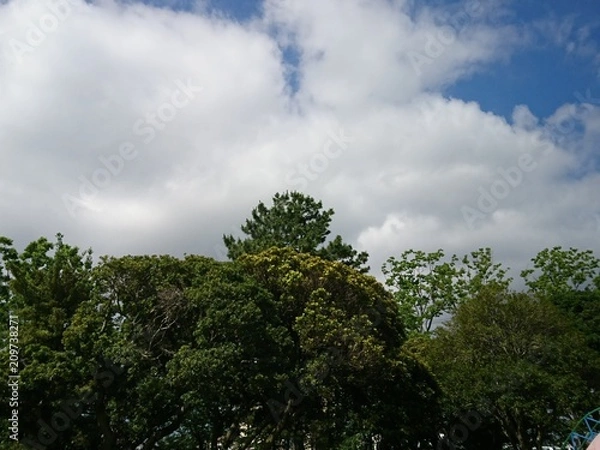 Fototapeta Trees 