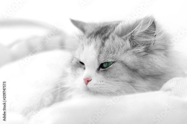 Obraz Unusual cat portrait. Shallow DOF