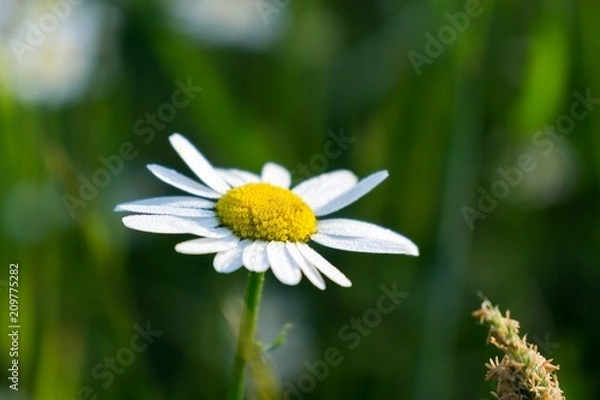 Fototapeta Camomile daisy flowers. Slovakia 