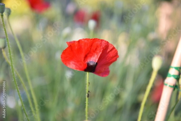 Obraz flower