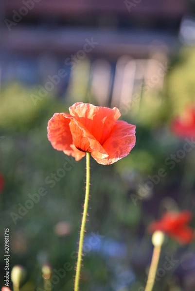 Obraz flower