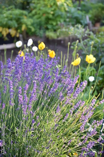 Obraz flower