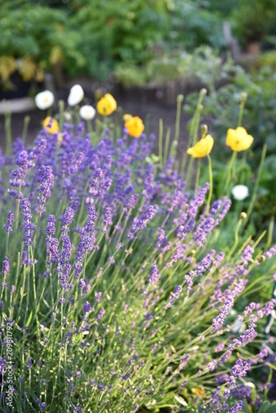 Obraz flower