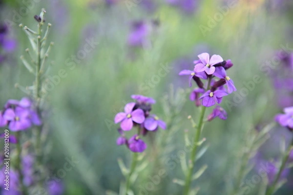 Obraz flower