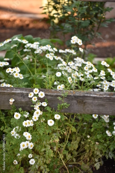 Obraz flower