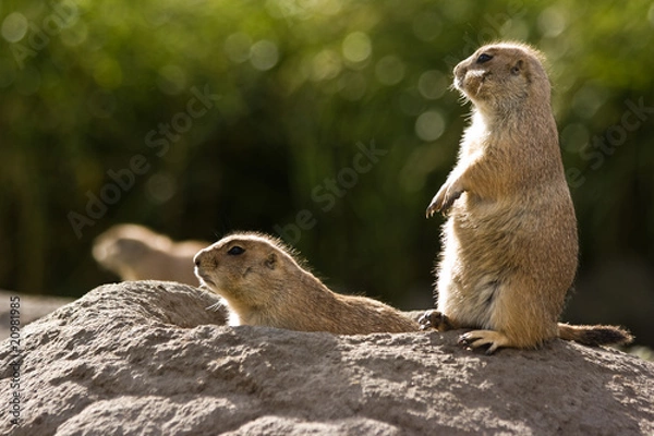 Obraz Three prairie dogs at burrow