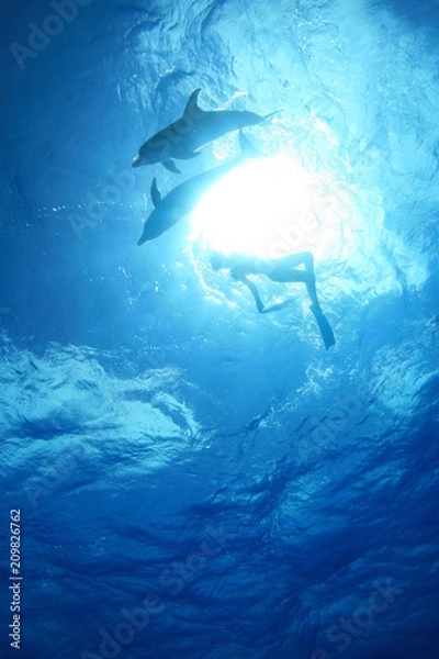 Obraz イルカと泳ぐ