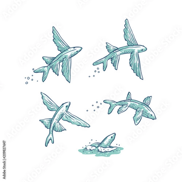 Obraz Vector set flying fish jumping dive and swim. Monochrome sketch ray-grey sea animals isolated on white background for oceanarium tourist cards or banners design.