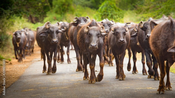 Obraz a flock of water buffaloes are walking down the road in the south of india