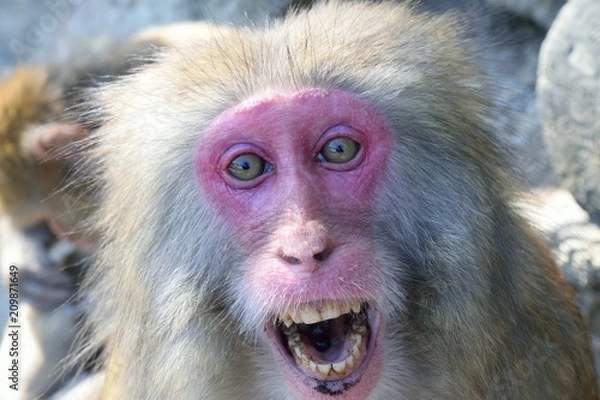 Obraz ニホンザル