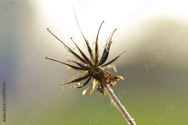 Fototapeta dried flowers