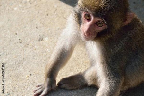Fototapeta ニホンザル