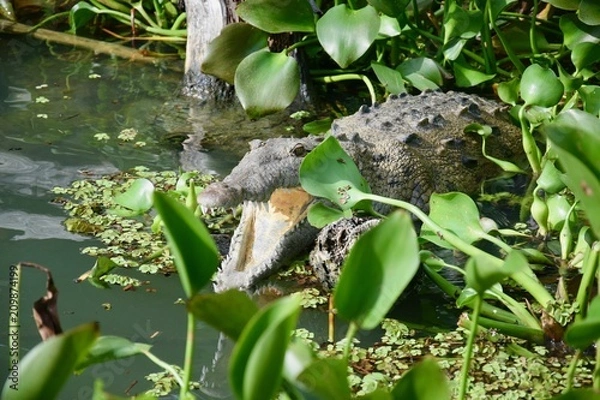 Obraz Krokodil am Fluss