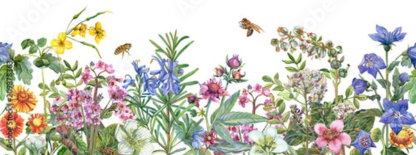 Obraz Bezszwowa krawędź. Obramowanie z ziołami leczniczymi, kwitnącymi polnymi kwiatami, liśćmi i pszczołami. Botaniczna ilustracja na białym tle. Rysunek akwareli.