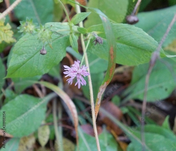 Obraz Smaller Scabious flower in the forest