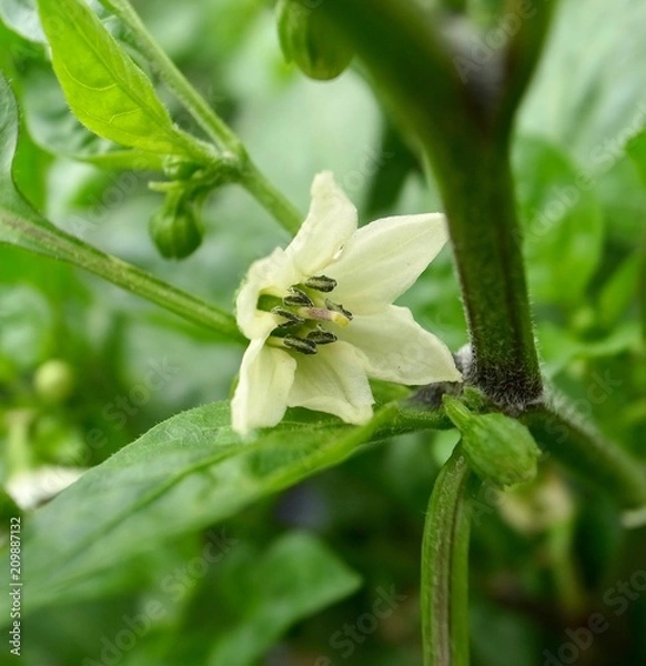 Obraz ピーマンの花