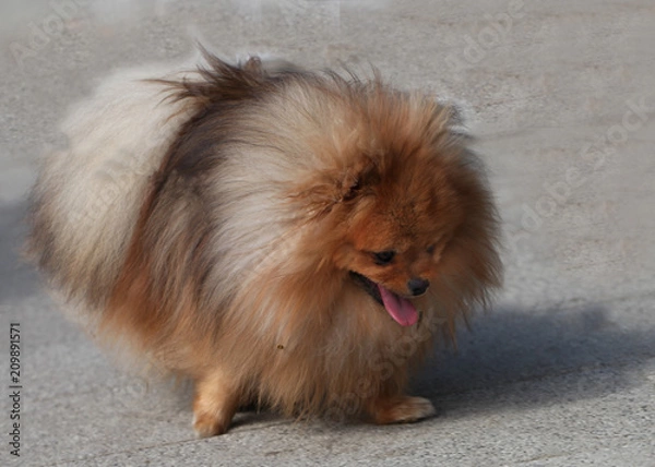 Obraz German spitz mittel