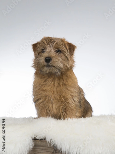 Fototapeta Norfolk terrier puppy portrait. Image taken in a studio with white background.