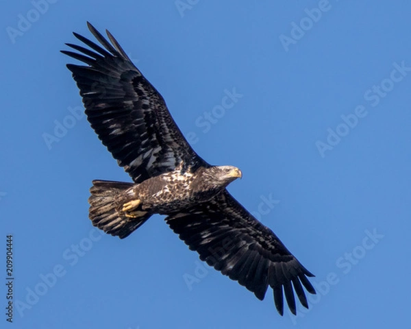 Obraz Bald Eagle Flying