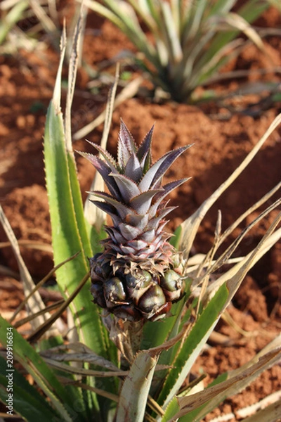 Obraz pineapple plant