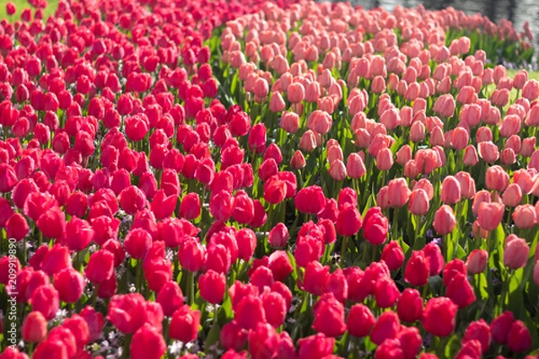 Fototapeta Beautiful full bloom various colors tulips in the sunny day in Netherlands