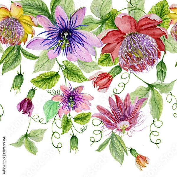 Fototapeta Beautiful passion flowers (passiflora) with green leaves on white background. Seamless floral pattern. Watercolor painting. Hand drawn and painted illustration.