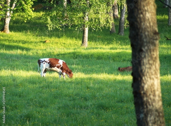 Obraz Cow grazing