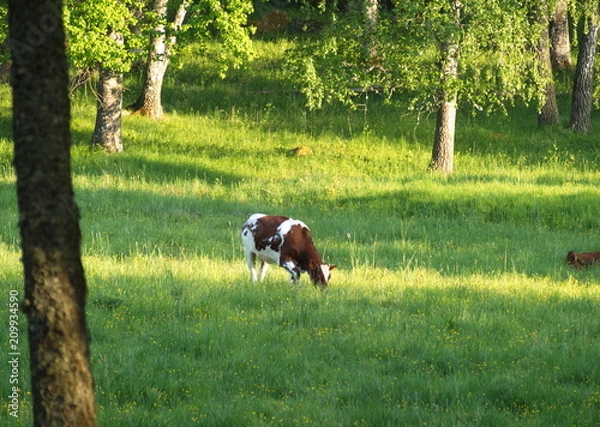 Obraz Cow grazing