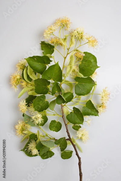 Obraz Linden blossom2