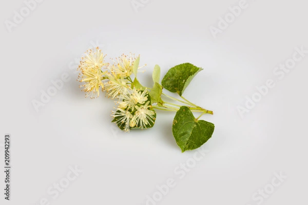 Obraz Linden blossom4