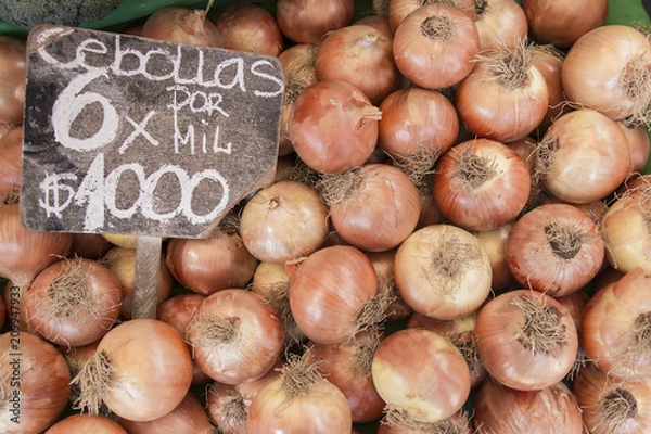 Obraz Cebolla blanca 6576