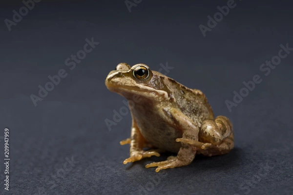 Fototapeta Frog on a black isolated background. Frog.
