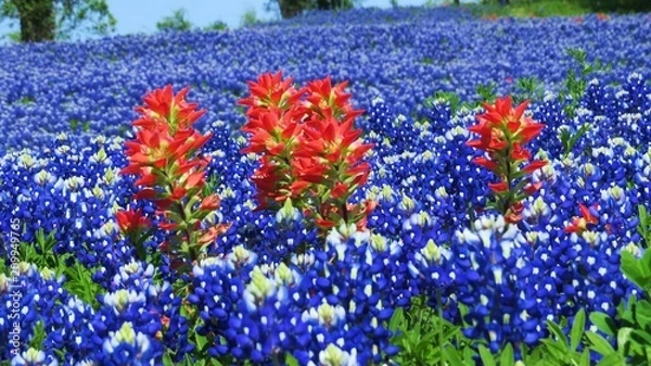 Fototapeta Beautiful field of Texas Bluebonnets and Indian Paintbrush in the spring