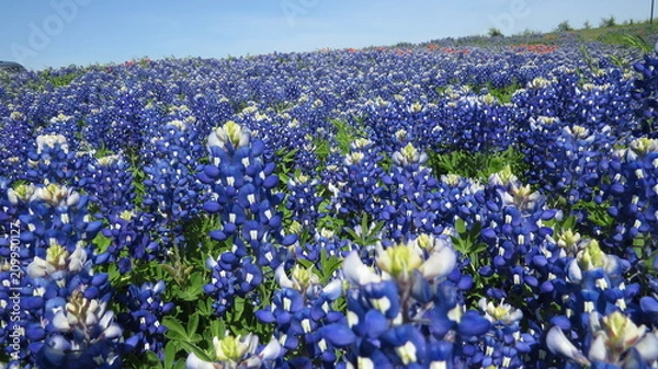 Fototapeta Beautiful field of Texas Bluebonnets in the spring