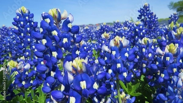 Fototapeta Beautiful field of Texas Bluebonnets in the spring