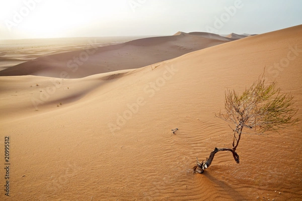 Fototapeta Small tree in  Sahara dunes.