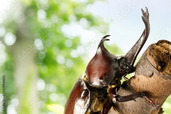 Obraz カブトムシ