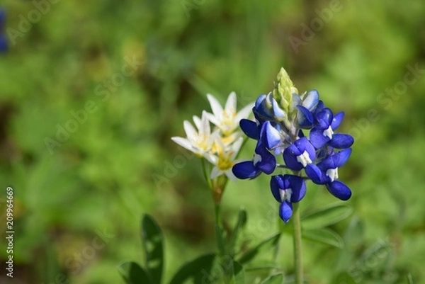 Obraz Bluebonnet