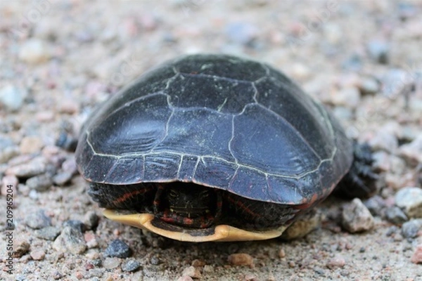 Fototapeta Turtle hiding in its shell 