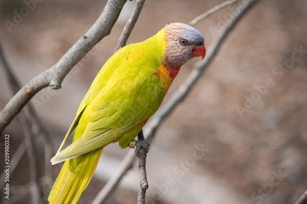 Obraz Rainbow Lorikeet sitting on a twig