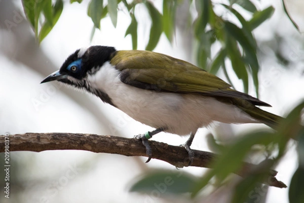 Obraz Bird perched in a tree