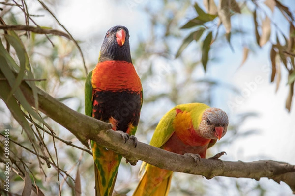 Obraz Two rainbow lorikeets sitting in a tree