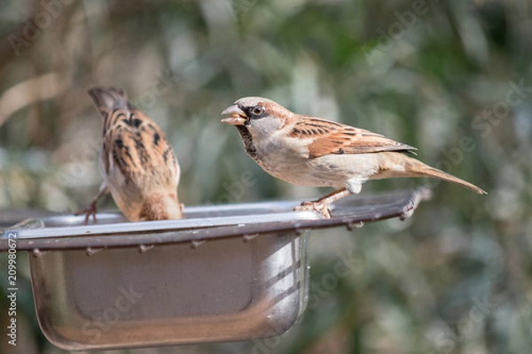 Obraz Two small brown birds feeding from a trough