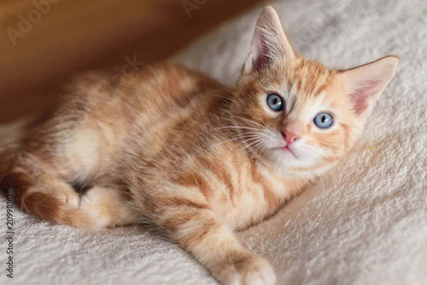 Fototapeta Ginger kitten with bright blue eyes laying on soft white blanket