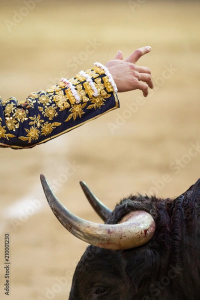 Fototapeta Bullfighter's hand on bull's face